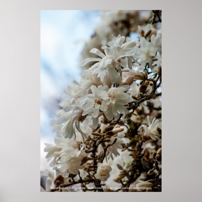 Starry Magnolia 5781 Poster (Front)