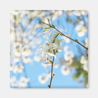 Starry Magnolia 6490