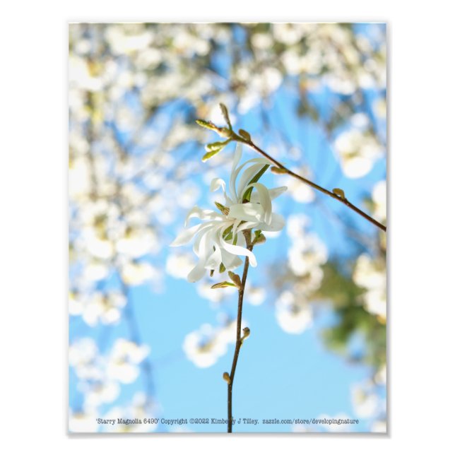 Starry Magnolia 6490 Photo Print (Front)
