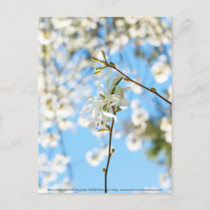 Starry Magnolia 6490 Postcard