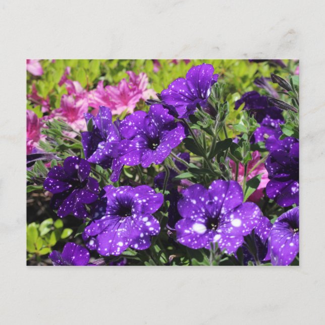 Starry Night Petunia flower postcard (Front)
