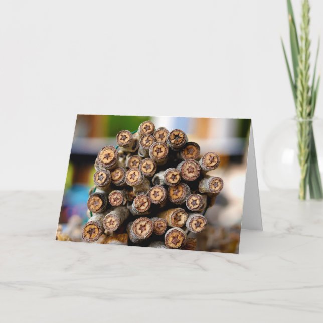 Stars along the Rio Grande Cotton Wood Trees Card (Front)