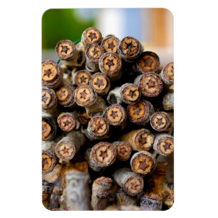 Stars along the Rio Grande Cotton Wood Trees Magnet