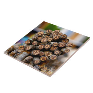 Stars along the Rio Grande Cotton Wood Trees Tile