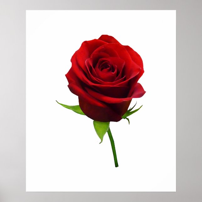 STARTING UNDER $20 - Elegant Red Rosebud Poster (Front)