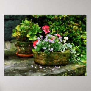STARTING UNDER $20 -Geraniums and Lavender Flowers Poster