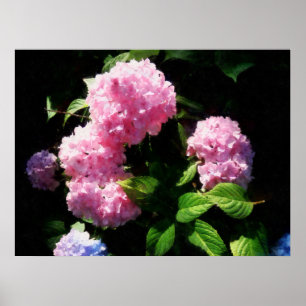 STARTING UNDER $20 - Hydrangea in Sunshine Poster