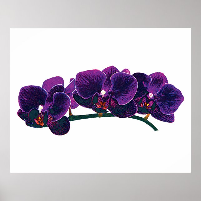 STARTING UNDER $20 - Purple Phalaenopsis Orchids Poster (Front)