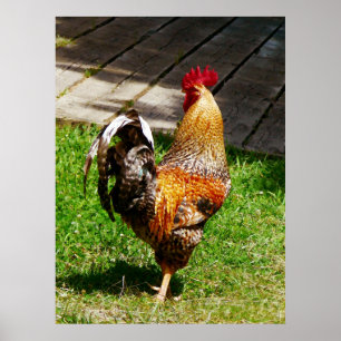 STARTING UNDER $20 - Strutting Rooster Poster