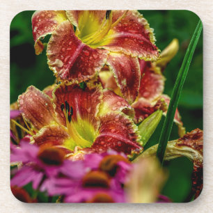 "Startle" Daylily Coaster