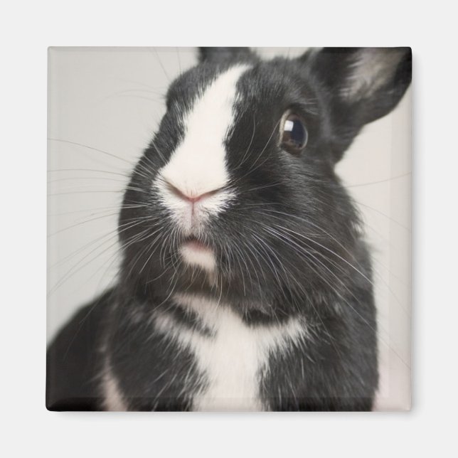 Startled Black and White Bunny Rabbit Magnet (Front)
