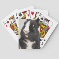 Startled Black and White Bunny Rabbit