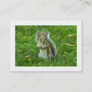 Startled Grey Squirrel (Bordered) Business Card