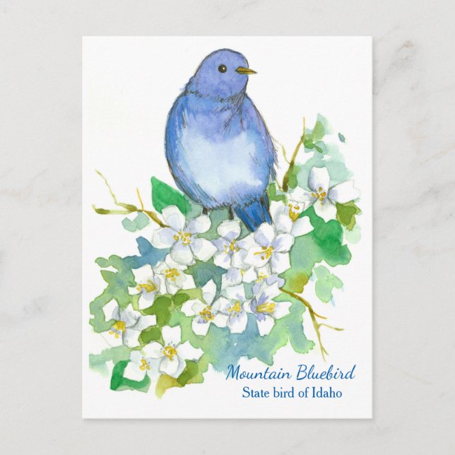 State Bird of Idaho Mountain Bluebird Postcard (Front)
