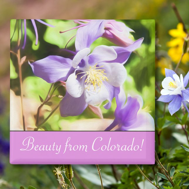 State Flower Colorado Rocky Mountain Columbine Magnet (Creator Uploaded)