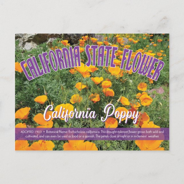 State Flower of California, the California Poppy Postcard (Front)