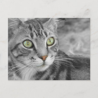 State of Wonderment Postcard