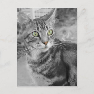 State of Wonderment Postcard