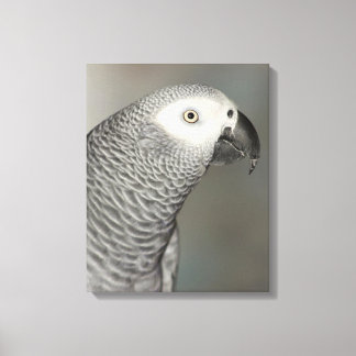 Stately African Grey Parrot Canvas Print