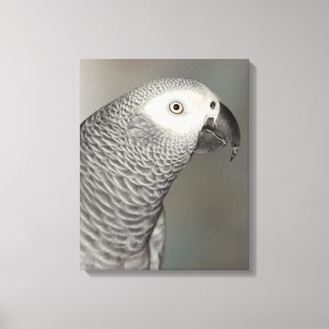Stately African Grey Parrot Canvas Print (Front)