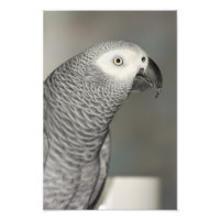 Stately African Grey Parrot