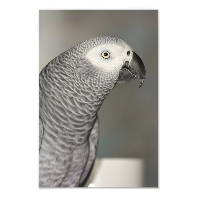 Stately African Grey Parrot Photo Print (Front)