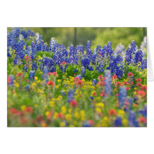 Stately Bluebonnets Card