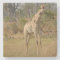 Stately Giraffe.