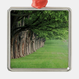 Stately row of trees, Louisville, Kentucky. Metal Tree Decoration
