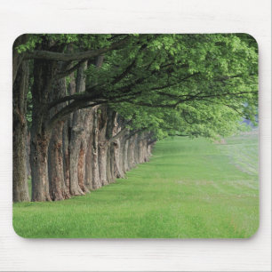 Stately row of trees, Louisville, Kentucky. Mouse Pad