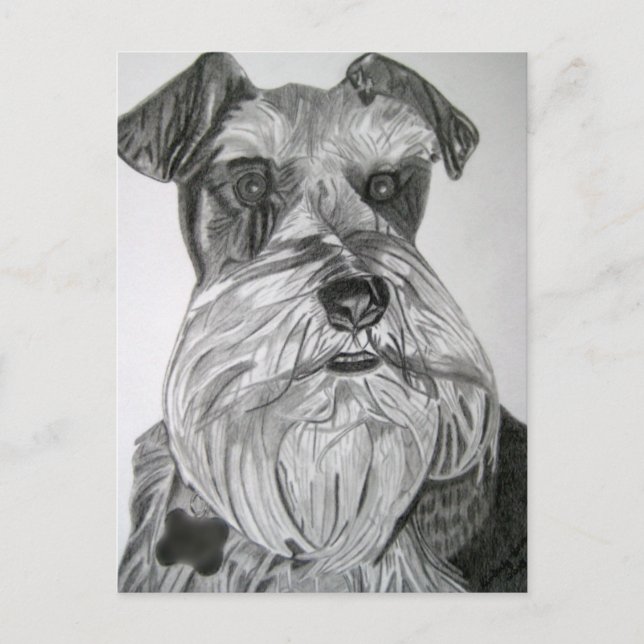 Stately Schnauzer Postcard (Front)