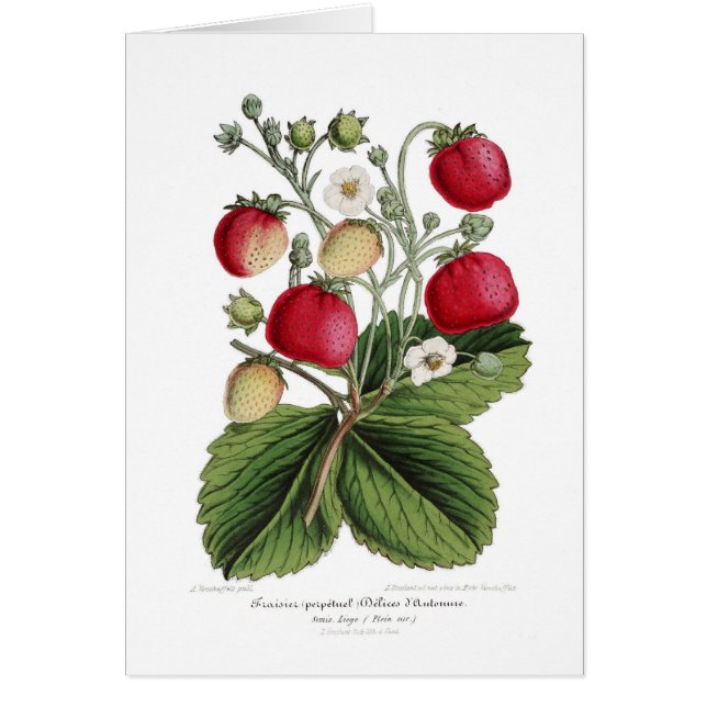 Stawberry (Front)