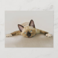 Stay cool and chill out kitten