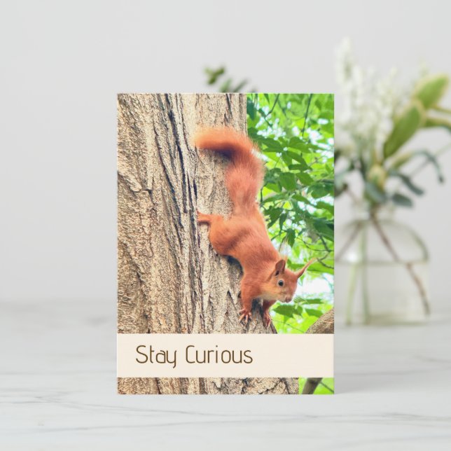 Stay Curious Cute Red Squirrel Postcard (Standing Front)