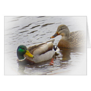 Staying Close - Mallard Duck Pair