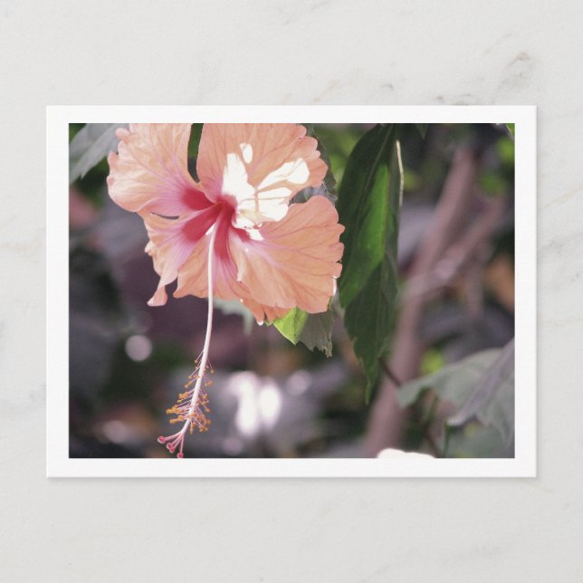 STC_0027 POSTCARD (Front)