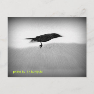 Stealth Crow Postcard