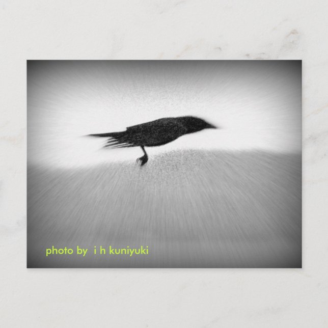 Stealth Crow Postcard (Front)