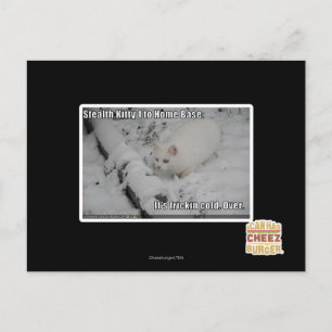 Stealth Kitty 1 Postcard