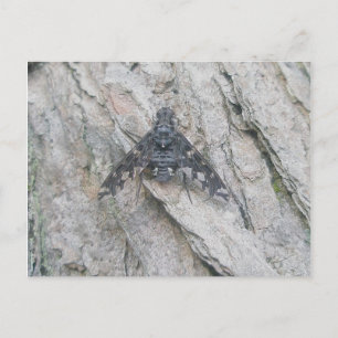 Stealth-Wing Fly Postcard