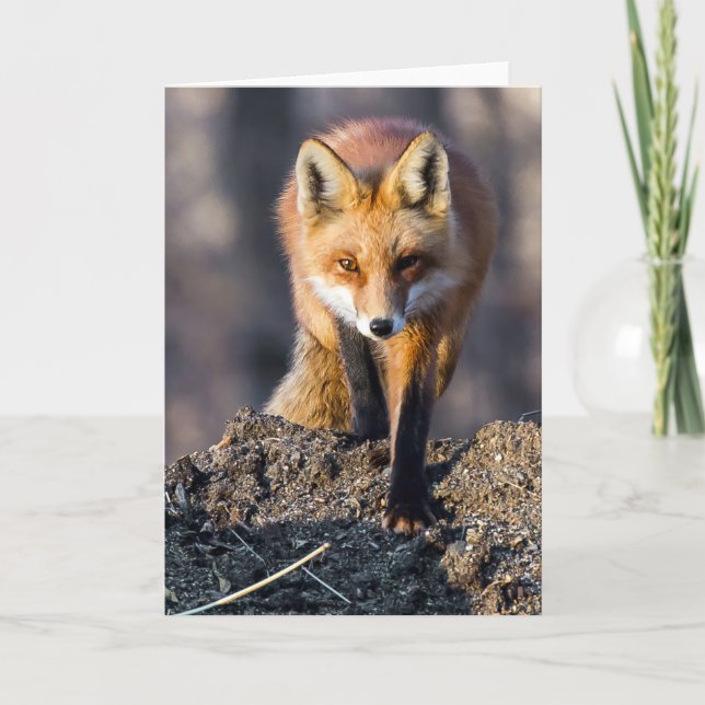 Stealthy Fox Card (Front)