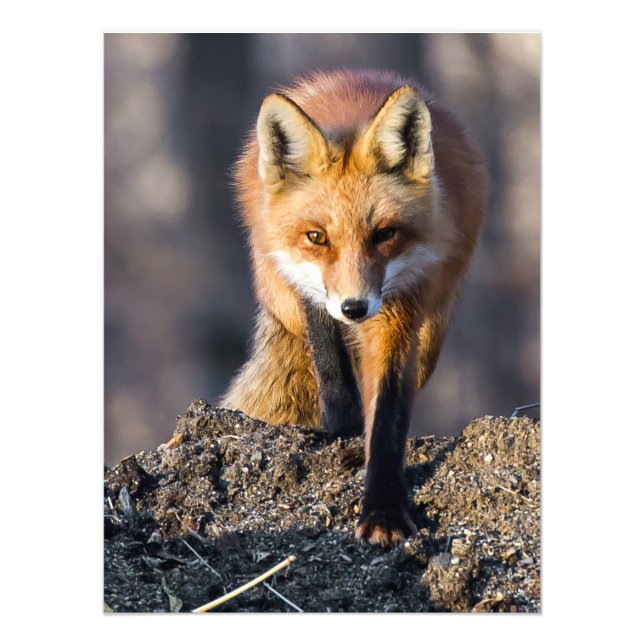 Stealthy Fox Photo Print (Front)