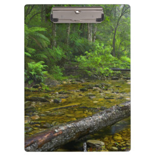 Steam In Forest, The Knysna-Amatole Montane Clipboard