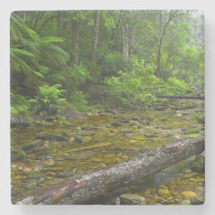 Steam In Forest, The Knysna-Amatole Montane Stone Coaster