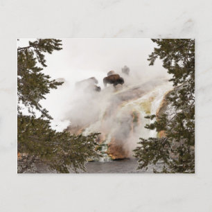 Steamy Bison Postcard