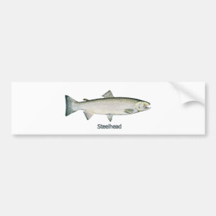Steelhead Rainbow Trout Bumper Sticker