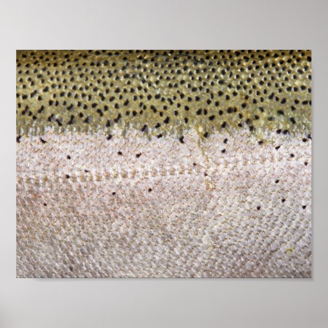 Steelhead Trout Poster (Front)