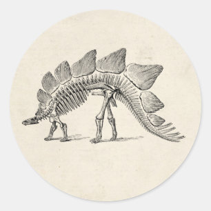 Stegosaurus Dinosaur Skeleton Fossil Classic Round Sticker