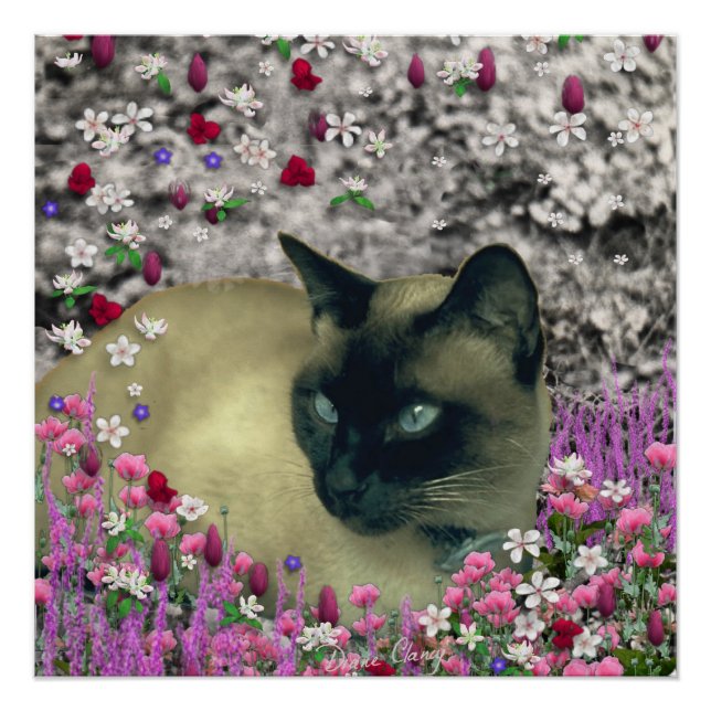 Stella in Flowers I, Chocolate & Cream Siamese Cat Poster (Front)