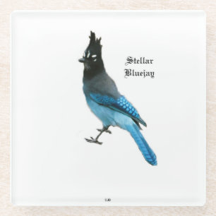 Stellar Blue Jay glass coaster